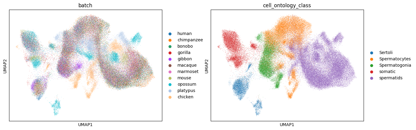 _images/Integrate_testis_across_11_species_104_1.png